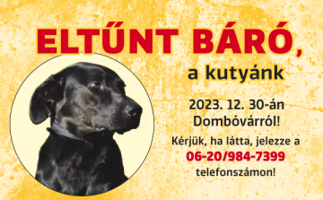 Eltűnt Báró, a fekete labrador keverék Dombóváron