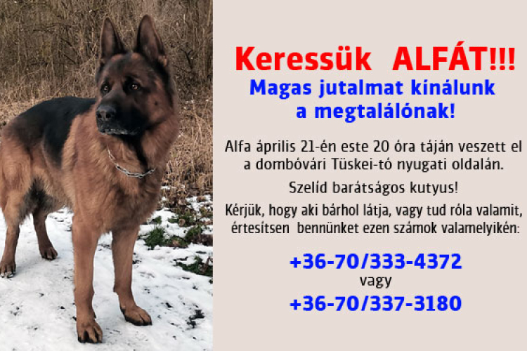 Továbbra is keresik Alfát, a németjuhász kutyát