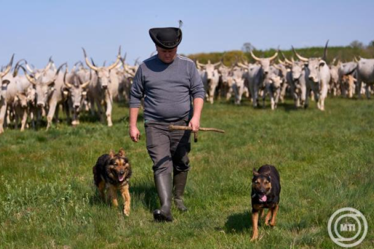 Kihajtási ünnep, kézművesvásár és világörökségi pusztanap a Hortobágyon