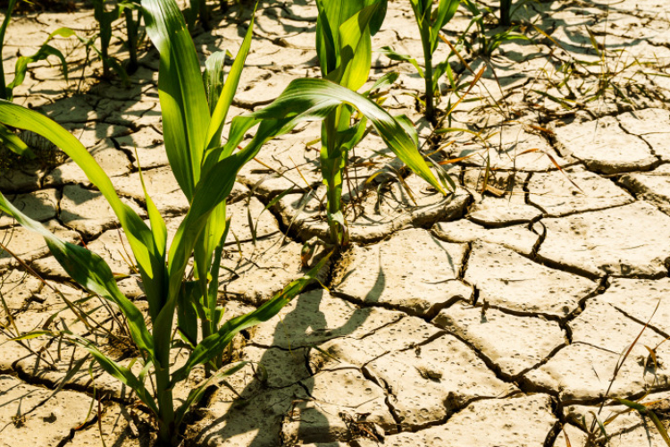 Agrometeorológia: folytatódik a csapadékszegény időjárás