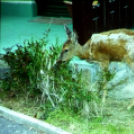 A Dombóvári Herbárium – Magyarország legszebb arborétumai és botanikus kertjei