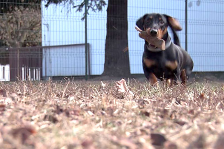 Zárt kutyafuttatókat alakíttat ki az önkormányzat