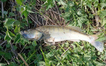 Újabb környezetszennyezés a Kaposon, pusztulnak a halak